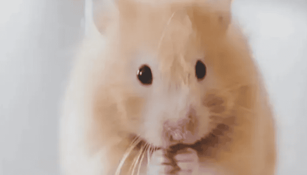 A must-read for cute pets, the secret guide to raising golden bear hamsters! 