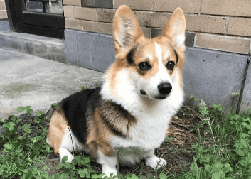 Short Is a corgi with a coat more expensive or a corgi with a long coat?