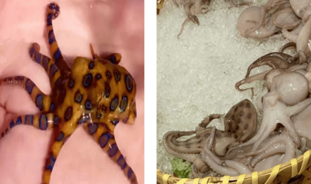 Beware of poisoning caused by accidentally eating blue-ringed octopus