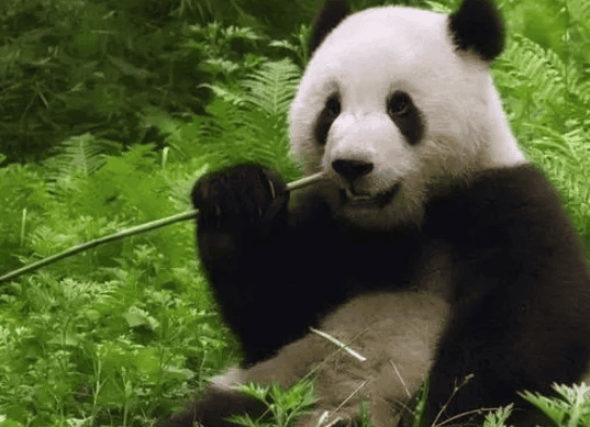 Why are giant pandas considered carnivores? Then why are they mainly vegetarian now? Giant pandas have teeth designed to eat meat. There are usually three types of teeth in the mouths of mammals: incisors, canines and molars. Some of us humans have two small tiger teeth, which are actually canines, but have degenerated. </p><p>Carnivores not only have a full set of teeth, but the two pairs of molars they have have turned into guillotine-like shapes, called cleavage teeth, which are used to tear food. Herbivores generally do not have these two pairs of cleavage teeth. The giant panda not only has a full set of teeth, but also has split teeth specially used to tear meat. Therefore, from the perspective of teeth, the giant panda is also closer to a carnivore. </p><p>Let’s look at the second question: Why did giant pandas change from eating meat to being vegetarian? This actually has to do with climate change. </p><p>The ancestors of giant pandas used to live in the warm southern zone of the entire Southeast Asia region, which is roughly equivalent to the south of the Yangtze River today, all the way to Thailand and Vietnam in the Indochina Peninsula. However, the ancestors of giant pandas were not as big as today's giant pandas. They were smaller, about the same size as a fox. </p><p>In terms of food habits, the ancestors of giant pandas had a relatively mixed diet and ate everything. However, the proportion of plant foods was not high because their teeth were not well adapted to chewing plants at that time. However, the ancestors of giant pandas at that time could also eat some insects, birds and small mammals. </p><p>But when the climate changes and the weather becomes colder and colder, the forest area gradually becomes smaller, and there are fewer and fewer small animals in the forest. The bigger problem is that the severe cold has forced animals that originally lived in the north to move to the slightly warmer south. The arrival of new animals has made competition here fierce. </p><p>The ancestors of giant pandas were defeated in fierce competition, and they had to migrate to live in mountains where the number of animals was reduced. However, there is less food to eat in the mountains. Fortunately, the ancestors of giant pandas can also eat some plants to survive, so they slowly started to eat plants. </p><p>In order to better adapt to changes in feeding habits, the body structure of giant panda ancestors also began to undergo some changes. For example, their canine teeth became wider and more suitable for eating plants. Moreover, their bodies have become larger and rounder, far away from their previous thin and fox-like appearance. </p><p>In fact, there is no way for giant pandas to become obese, because the temperature in the mountains is relatively low, the nutritional content of plants is low, and the efficiency of digestion is also low. Giant pandas have evolved fatter and rounder bodies. , conducive to maintaining body temperature. </p><p>So, the giant pandas changed from eating meat to being vegetarian, mainly due to climate change. In order to better adapt to the harsh living environment, they evolved into a mainly vegetarian diet. </p><p style=