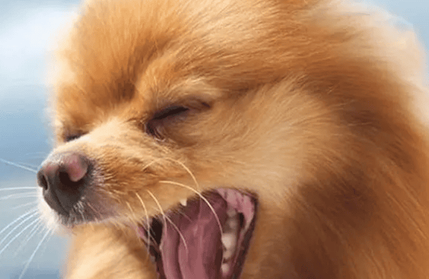 For kennel cough What is the best medicine for dogs?