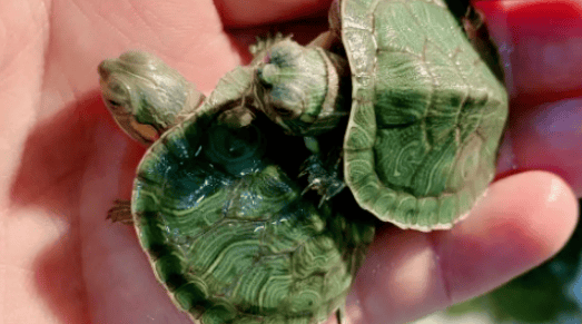 How to tell whether a turtle is hibernating or 