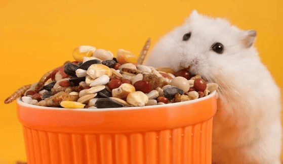 What kind of food do golden bear hamsters mainly eat?