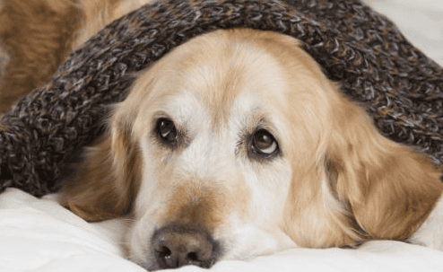 Dogs How long can dogs live with heart failure?