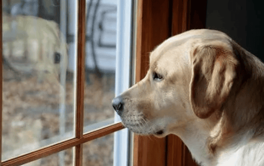 Does the dog know how long you have been gone? After watching the tears, it turns out that it is counting while waiting