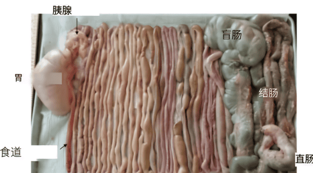 Standards for healthy gastrointestinal tract of pigs and their interfering factors