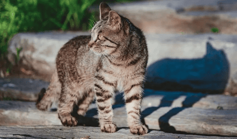 Beware: Many people are infected with these diseases just because they have a cat