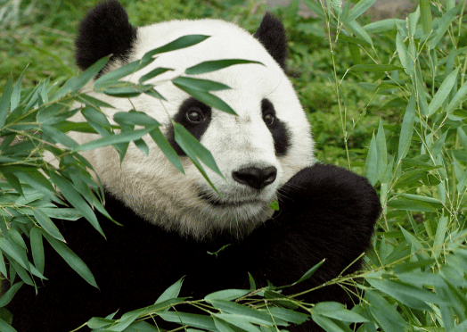 Were giant pandas former carnivores? Why do they no longer eat meat? 