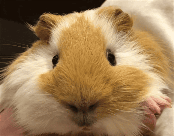  What to do if guinea pigs have urinary tract infection? 