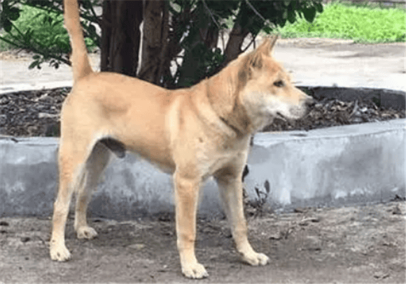 Guangxi Native Advantages and disadvantages of hounds