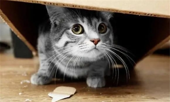 A cat is frightened Symptoms after being frightened