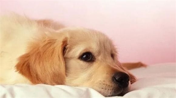 【Disease Control Science】What should I do if I am bitten by a dog? 