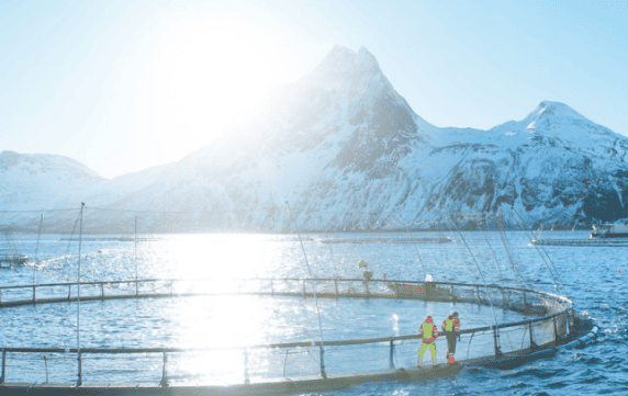 Blue Leap Classroom|Not all salmon are Atlantic salmon