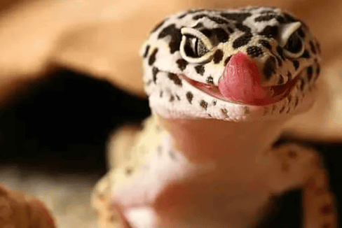 What are the common diseases in raising geckos