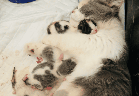 Can a cat give birth to a baby by itself?