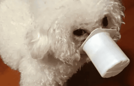 Can dogs eat yogurt? 