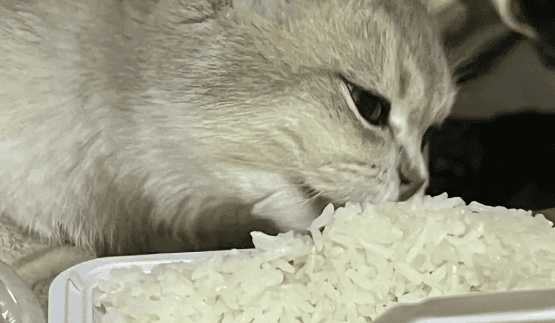 Can cats eat rice? Rice?