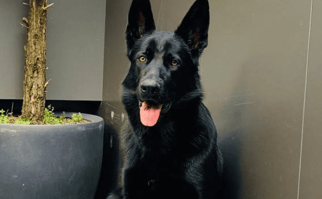 What is the best food for black wolf dogs