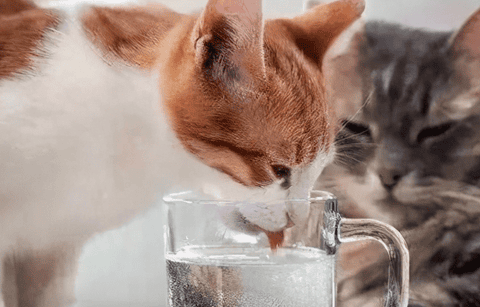 What about a cat? Count as frequent drinking of water