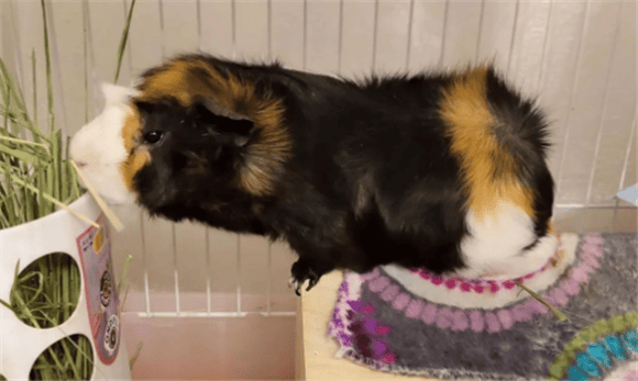 First aid method for guinea pigs with foreign objects stuck in their food