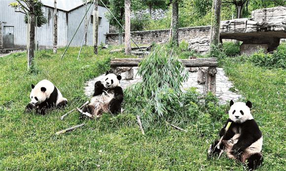 Giant Panda: An ancient relic species from the East