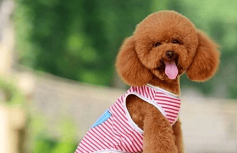 Poodles are very common, but do you really understand the five characteristics of purebred Poodles?