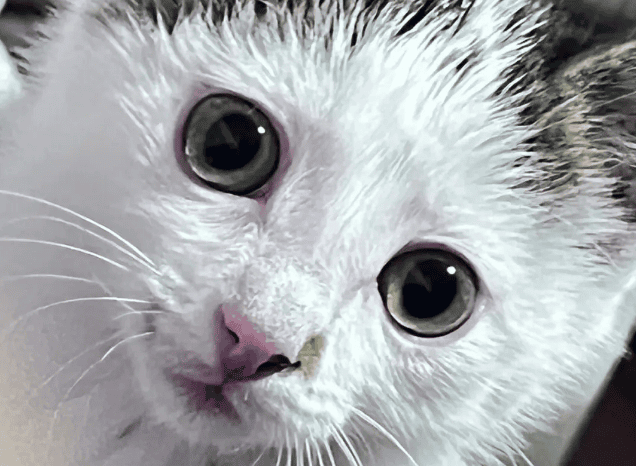 What to do if there is redness around the cat's eyes