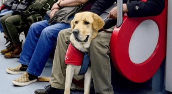  Will subway guide dogs bite?