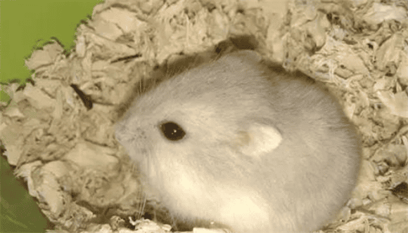 Why will hamsters become the most popular pets in 2024?