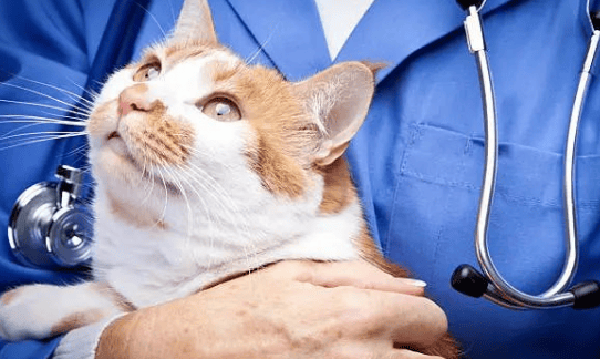 What are the benefits of neutering cats? What changes will occur after male cats are neutered? 