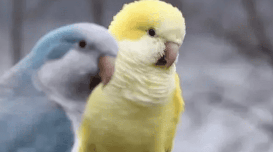 How to let the parrot know that you love it? Learn these tricks and let the parrot enjoy your care! p>➤ Let your parrot explore</p><p>Parrots love to explore new environments. You can provide it with some new toys or take it to a new environment for it to explore. This will make your parrot feel excited and happy, and will also make it trust you more. </p><p>➤ Respect your parrot’s boundaries</p><p>Each parrot has its own personality and preferences, and you need to respect its boundaries. For example, some parrots don't like having their heads touched, so you should avoid petting their heads. Respecting your parrot's boundaries will make it feel respected and help it trust you more. </p><p>➤ Pet your parrot’s favorite parts</p><p>Every parrot has its own parts that like to be touched, you need to find the parts that your parrot likes. Typically, parrots like to be petted on the top of their head, neck, and back. You can gently stroke these areas to make your parrot feel comfortable and happy. </p><p>Making your parrot feel your love takes time and patience. By using the above methods, you can make your parrot feel noticed, cared for and loved. Remember, every parrot is unique, and you need to take the time to get to know your parrot in order to better bond with it. </p>                        
        </div>
        <!-- 上下页 -->
        <div class=