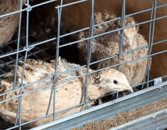  Understand the whole process of symptomatic treatment of quail cold