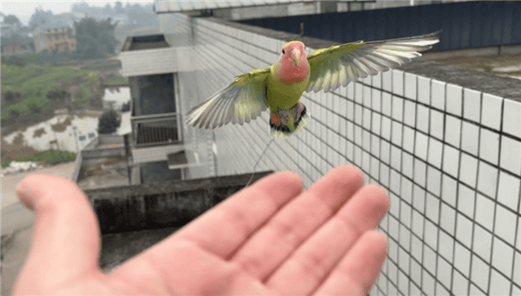 Peony parrot flies everywhere as soon as it is caught. What should I do if it is afraid of people