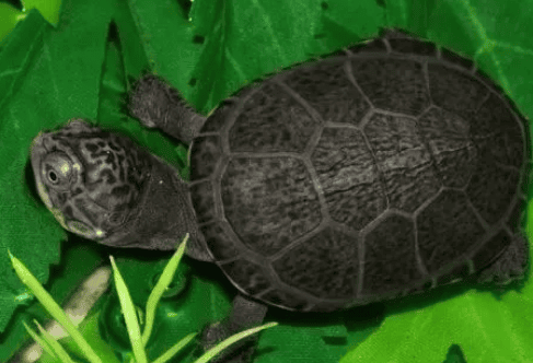 How to make the imitation wild turtle tank smell-free