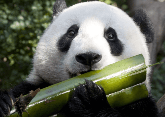 Were giant pandas once carnivores? Why do they no longer eat meat? 