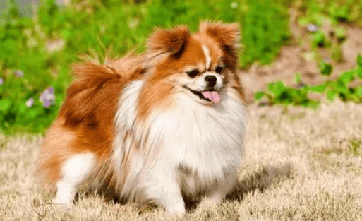 Which kind of dog is suitable for domestic breeding?