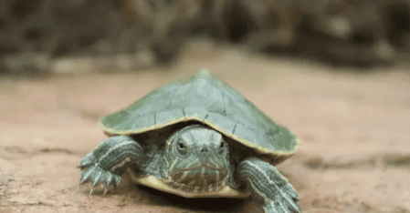 Five reasons why you have to raise a turtle