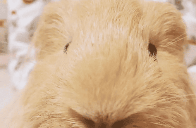 How is the eyesight of guinea pigs? Today I finally have the answer