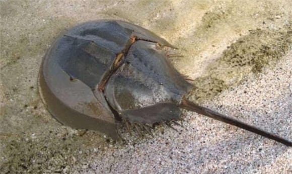 Can horseshoe crabs attack? Humans?