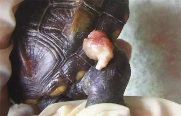 Prevention and treatment of common turtle diseases: joint cavity tumors