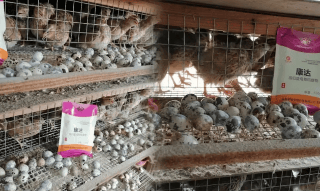 How to prevent the decline in quail egg production and morbidity