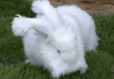 Cultivation variety - Xiping long-haired rabbit