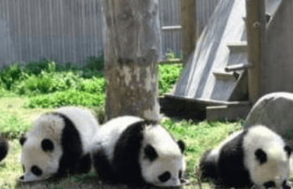 What are the levels of protected animals for giant pandas? Popular science article