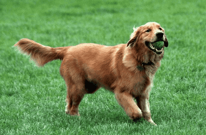 Dogs What kind of diet should dogs eat for diarrhea? width=