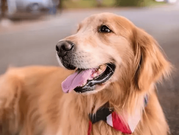 Golden Retriever: The heart-warming family guardian