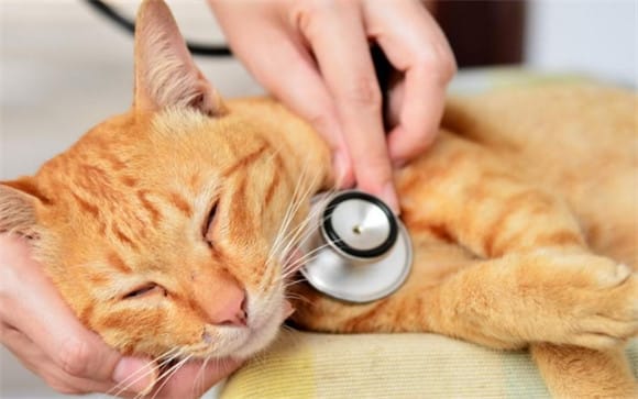 Cat heart disease Symptoms