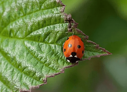 Seven-spotted ladybug, an insect with multiple values