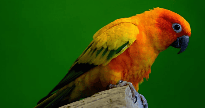 Do parrots really understand the rhythm of 