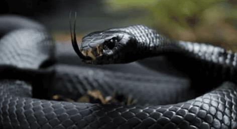 What kind of snake is the black snake? Let's find out together