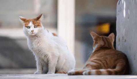 Five common diseases caused by chronic stress in cats